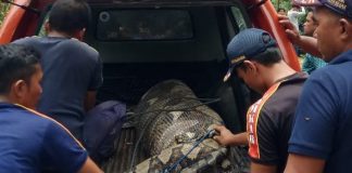 Ular Piton 7 Meter Memangsa Anak Lembu, Sempat Kabur ke Parit