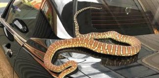 Ular-ular Tertarik Keluar Sarang, Para Pawang Beri Peringatan Begini warga di Australia akhir-akhir ini.(foto/theleader)