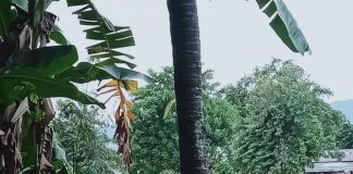 Kepala Desa di Adonara Cerita Ratusan Warganya Masih Terisolir Akibat Jembatan Ambruk