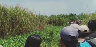 Umar Diduga Hilang Diserang Buaya Muara, Warga Susuri Irigasi di Banyuasin