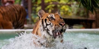 Agar Tak Loyo Seperti Kucing, Harimau Ini Kini Biasa Diberi Santapan Es