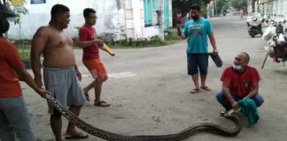 Kerap Lolos dari Kejaran Warga, Ular Piton Besar Diseret dari Saluran Air