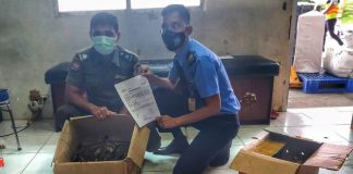 Pengiriman 22 Ekor Buaya dari Riau Digagalkan, Pengemasan Bikin Curiga Petugas