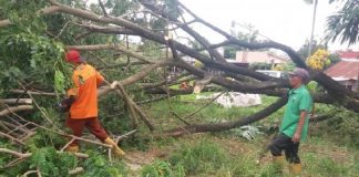 Disapu Angin Kencang Belasan Pohon di Payakumbuh Tumbang