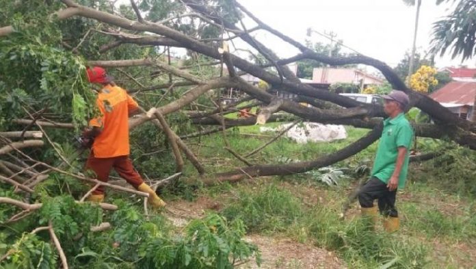 Disapu Angin Kencang Belasan Pohon Di Payakumbuh Tumbang