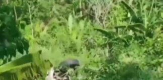 Mini Bus Terjun ke Jurang, Satu Penumpang Tewas