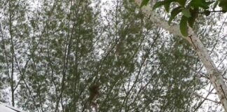 Belasan Warga Satu Kampung Digigit Monyet