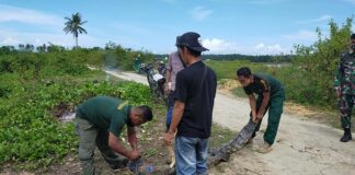 Pria di Aceh Diserang Buaya, Gigitan di Kaki Lepas Setelah Dia Tinju