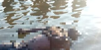 Jasad Pria Diduga Kru Kapal Kayu KM Tirta Mulya Mengambang di Perairan Batu Merah