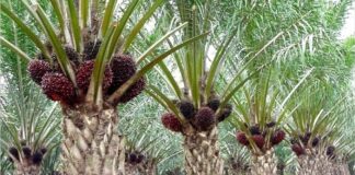 RI Penghasil Sawit Terbesar Dunia, tapi Harganya Diatur dari Malaysia