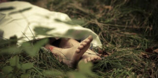 Seorang Warga Bengkulu Diduga Diserang Babi Hutan hingga Tewas