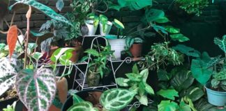 Konsep Tanaman Dinding Pertama di Makassar Dihadirkan Green Heaven