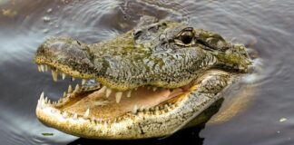 Mencari Lokan di Sungai, Sabri Hilang Dimakan Buaya