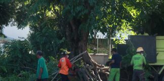 Dinas Perkim Tanjungpinang Pangkas Pohon Tepi Jalan Protokol