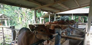 Pemprov Kepri Salurkan 30 Ekor Sapi Kurban