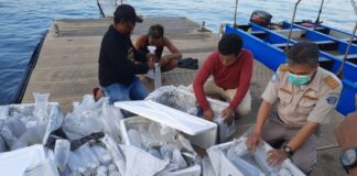 KKP Gagalkan Penyelundupan Benih Lobster Rp30 Miiar lewat Batam