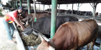 Stok Menipis, Pedagang Hewan Kurban Prediksi Tak Bisa Penuhi Kebutuhan Idul Adha di Batam