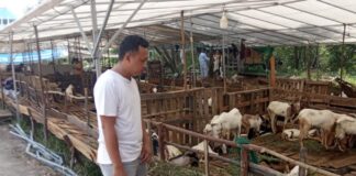 Banyak Mati di Perjalanan, Pedagang Kambing Kurban Rugi Ratusan Juta
