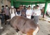 Membawa Amanah Presiden, Ansar Serahkan Sapi Qurban untuk Gerbang Utara Perbatasan NKRI