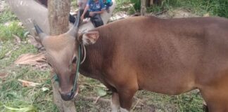 Sapi Qurban Milik Gubernur Ansar di Batam Diduga Sengaja Ditukar Oknum Tak Bertanggungjawab