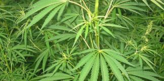 Jerman Bakal Legalkan Pemakaian Ganja