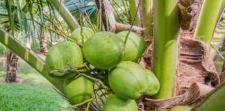 4 Jenis Perawatan Rambut Berbahan Dasar Kelapa Manfaat Kelapa untuk perawatan rambut.