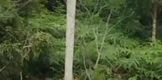 Demi Naik Taxi Online, Bule ini Nekat Bawa Troli Bandara Hang Nadim ke Jalan Raya