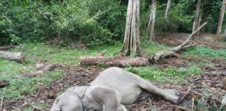 Terserang Virus EEHV, Gajah Damar Ditemukan Mati di TWA Buluh Cina