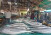 Natuna Siap Jadi Pemasok Kebutuhan Ikan di Batam