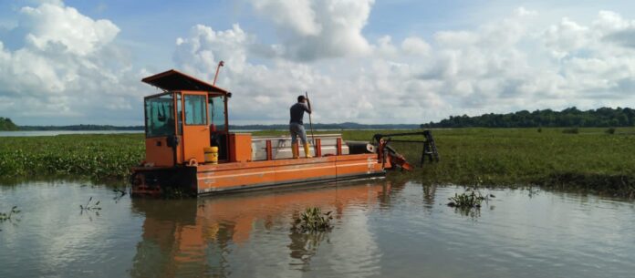 eceng gondok waduk batam