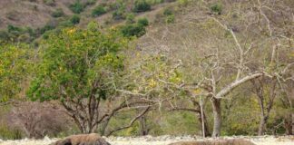 Harus Tahu, Ini Warisan Dunia Kategori Alam di Indonesia warisan dunia alam indonesia