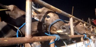 Harus Tahu, Ini 6 Penyebab Hewan Kurban Tidak Sah sapi dari NTT