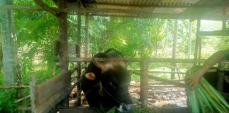 Presiden Jokowi Berencana Kurban Sapi di Natuna