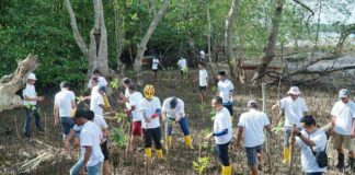 Peringati Hari Lingkungan, PLN Batam Tanam Bibit Mangrove di Kampung Terih pln batam tanam mangrove