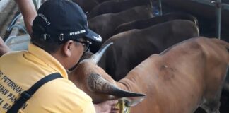 Nihil Virus Lato-lato, Natuna Jadi Pemasok Sapi Kurban di Kepri pemasok sapi kurban kepri