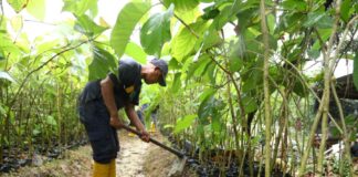 BP Batam Akan Kembali Tanam 12 Ribu Pohon Jati Emas