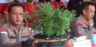 Tanam dan Pesan Ganja Asal Belanda, Warga Batam Ditangkap Polisi pesan ganja dari belanda