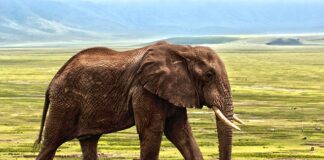 Bijuli Prasad, Gajah Tertua di Dunia Mati di Usia 89 Tahun