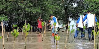 ACC Tanam 1.000 Pohon Mangrove di Ekowisata Pandang Tak Jemu Batam