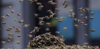 Wanita Luka Parah usai Diserang Ribuan Lebah Ganas