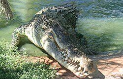 Buaya Liar di Natuna Jadi Ancaman Keselamatan, Warga Diimbau Hati-hati