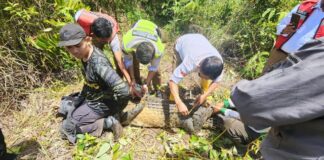 Buaya 150 Kg Ditangkap di Bandara Hang Nadim Batam buaya di bandara