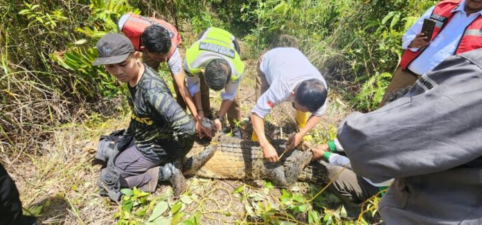 buaya di bandara