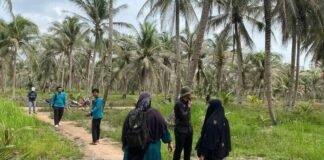 Kebun Kelapa di Karimun Diserang Hama, Dispantan Gerak Cepat