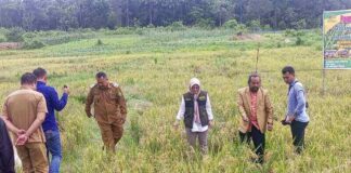 Kelompok Tani Desa Tapau Panen Raya kelompok tani desa tapau