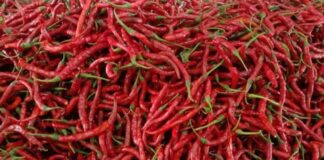 Jelang Nataru Harga Cabai Merah di Karimun Turun harga cabai di karimun