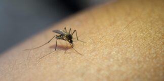 253 Kasus DBD Periode Januari Hingga Juni 2025