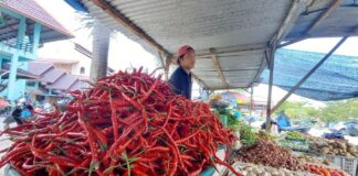 Tekan Lonjakan Harga Cabai, Dispangtan Karimun Manfaatkan Program Fasilitas Distribusi Pangan