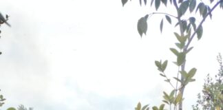 Awal 2024, Kasus Karhutla di Natuna Capai 148 Hektare