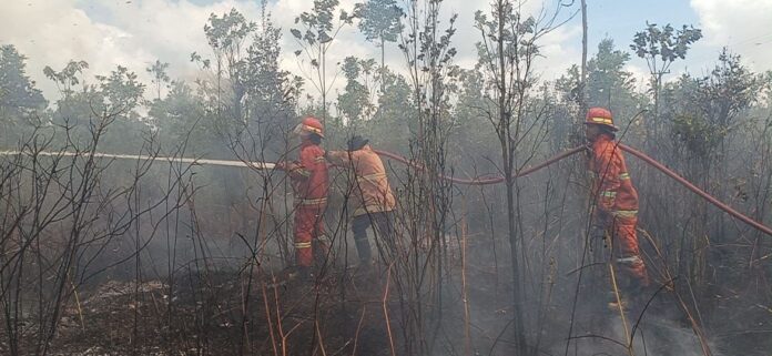lahan terbakar natuna